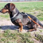 Warum Attackel eigentlich Attackel heißt 🐾